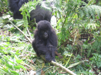 Baby Mountain Gorilla, Volcanoes National Park